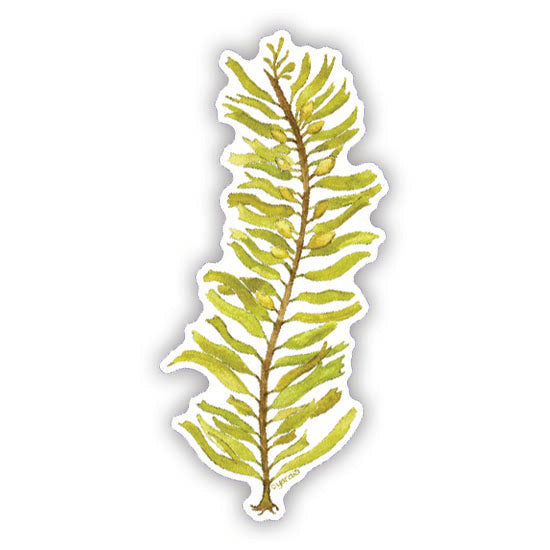 Feather Boa Kelp Sticker showing a watercolor illustration of seaweed. Ideal for laptops or bottles. Created by Seattle artist Brigida Swanson.