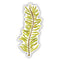 Feather Boa Kelp Sticker showing a watercolor illustration of seaweed. Ideal for laptops or bottles. Created by Seattle artist Brigida Swanson.