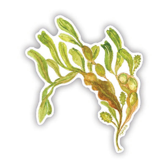 Rockweed Seaweed Sticker - Watercolor illustration of tidepool seaweed by Brigida Swanson, ideal for laptops or water bottles. Weatherproof and dishwasher safe.