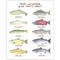 Watercolor art print featuring Pacific Coast trout and salmon illustrations, each labeled with common and Latin names, highlighting native fish species.