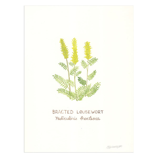 Original watercolor painting of a bracted lousewort wildflower, commonly found when hiking in the Pacific Northwest.