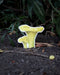Golden Chanterelle Mushroom Sticker, featuring a watercolor illustration by Brigida Swanson, ideal for decorating laptops or water bottles. Weatherproof and fade-resistant.