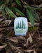 Connection Trees Sticker featuring a watercolor illustration of evergreen trees with the word CONNECTION. Ideal for laptops or water bottles. Art by Brigida Swanson.