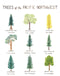 Pacific Northwest Trees Watercolor Art Print featuring nine native trees with hand-lettered names, showcasing nature-inspired artistry for home decor. Frame not included.