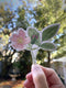 Hand holding a Wild Rose - Watercolor Wildflower Sticker featuring a watercolor illustration of a wild rose flower and bud by artist Brigida Swanson.