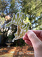Hand holding Rockweed Seaweed Sticker, a vinyl sticker with a watercolor illustration of tidepool seaweed, designed by Seattle artist Brigida Swanson.