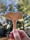 Hand holding a Cinnabar Chanterelle - Watercolor Mushroom Sticker, featuring a watercolor illustration of a mushroom by artist Brigida Swanson.