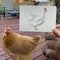 small original watercolor painting of a leghorn chicken is held up next to the artist's own pet chicken