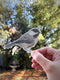 Hand holding a watercolor chickadee sticker, ideal for bird enthusiasts, designed by Seattle artist Brigida Swanson. Perfect for laptops or water bottles.