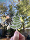 Hand holding Oak Fern - Watercolor Fern Sticker, depicting a Pacific Oak Fern in watercolor. A nature-inspired vinyl sticker, ideal for laptops or water bottles.