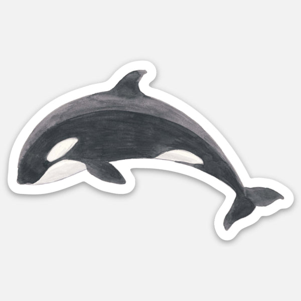 Orca Sticker: Vinyl sticker of a watercolor orca whale by Brigida Swanson. Weatherproof, fade-resistant, and dishwasher safe, measuring 4 x 2.5.