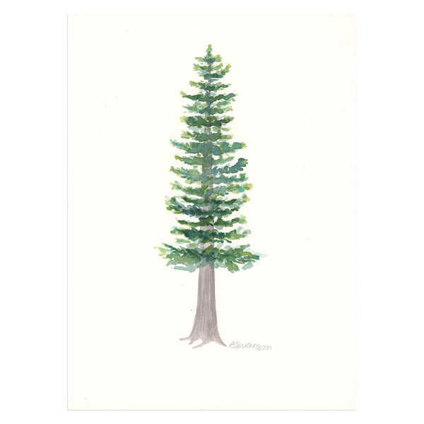 original watercolor painting of a pacific silver fir tree