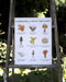 Mushrooms of the Pacific Northwest Art Print features watercolor illustrations of nine mushrooms with names, displayed on a ladder.