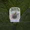 Resilience Tree Sticker featuring a watercolor illustration of the Tree of Life with RESILIENCE text, displayed on a leaf background. Perfect for laptops or water bottles.