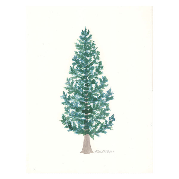 original watercolor painting of a sitka spruce tree
