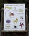 Pacific Coast Tidepools Art Print featuring watercolor illustrations of sea creatures with their common and Latin names, highlighting West Coast marine life.