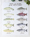 Pacific Trout and Salmon Art Print featuring watercolor illustrations of various fish species, each labeled with common and Latin names, designed by Brigida Swanson.