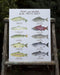pacific salmon and trout art print displayed outdoors