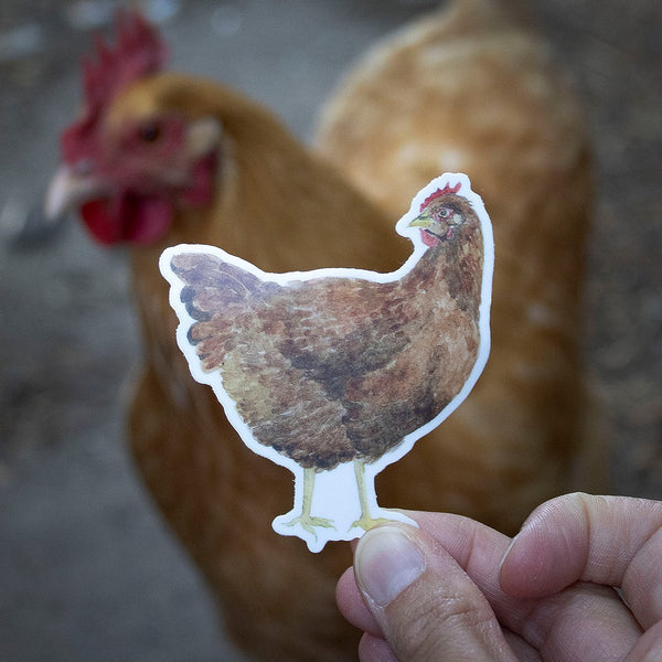 Hand holding a vinyl sticker of a Rhode Island Red chicken, featuring a watercolor illustration by Brigida Swanson, ideal for laptops or water bottles.
