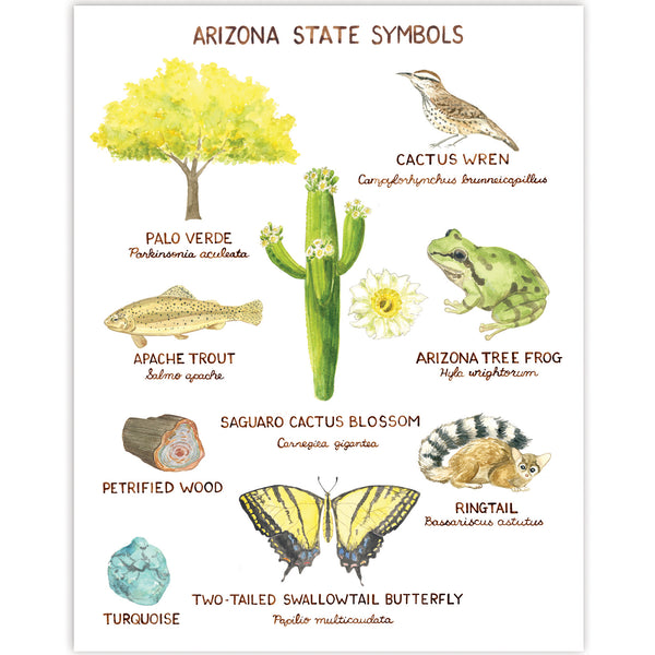 Arizona State Symbols Art Print showcasing a watercolor cactus with flowers and a yellow butterfly. Illustrations include common and Latin names. Frame not included.