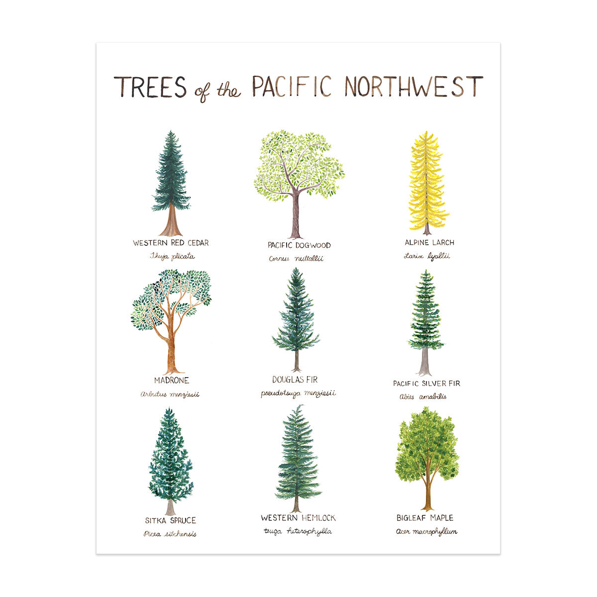 Pacific Northwest Trees Watercolor Art Print featuring nine native tree illustrations with their names, ideal for nature enthusiasts. Art print only, frame not included.