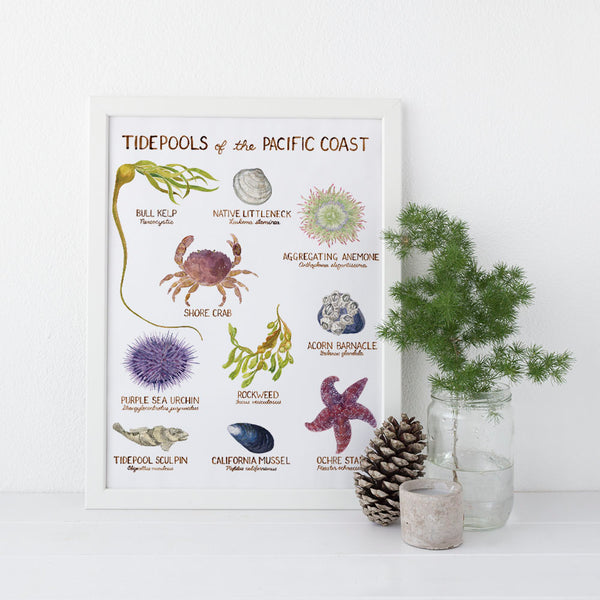 Pacific Coast Tidepools - 11” x 14” West Coast Art Print