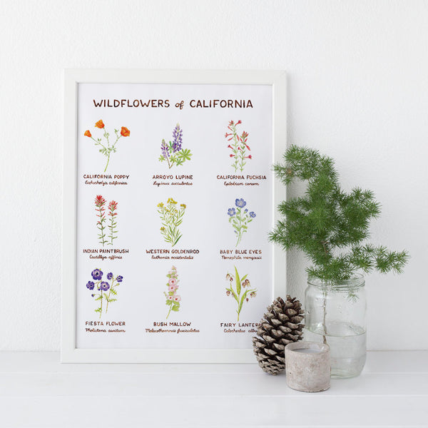 California Wildflowers Wall Art - 11 x 14 Floral Art Print