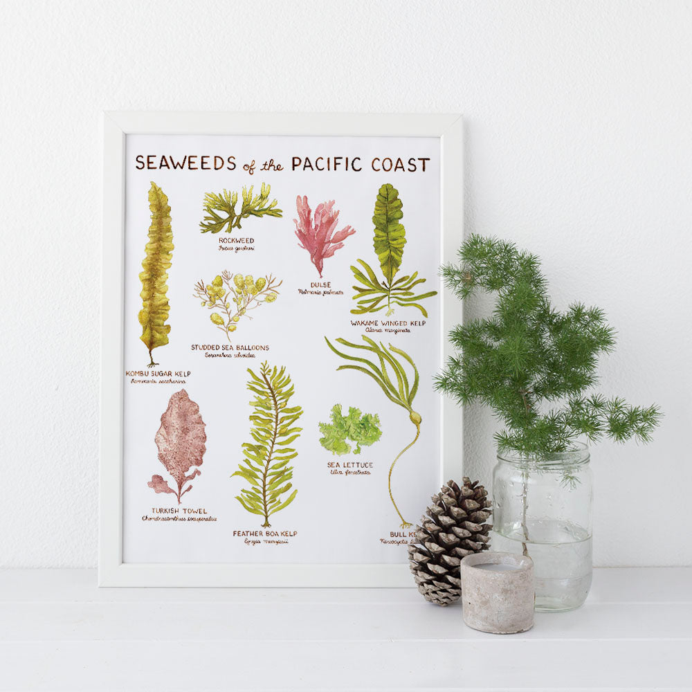 Seaweeds of the Pacific Coast Art Print