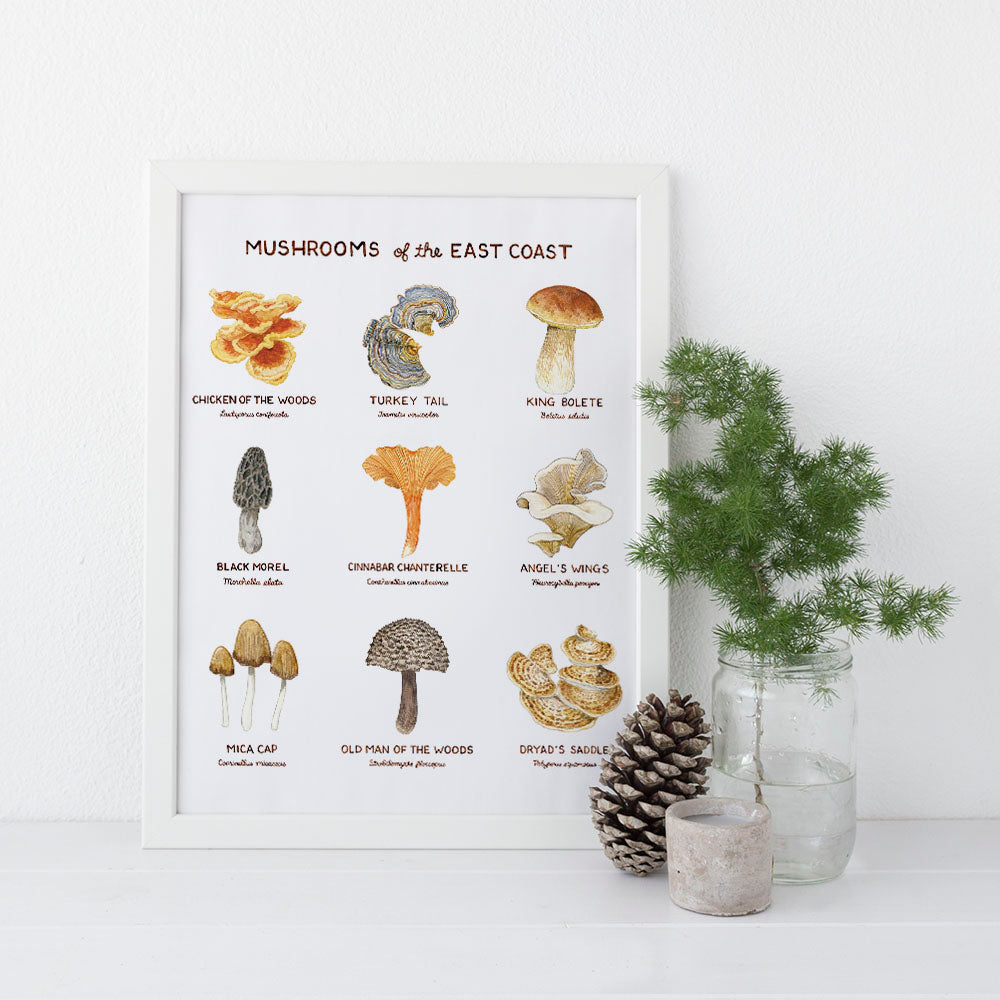 East Coast Mushrooms 11 x 14 Watercolor Botanical Art Print