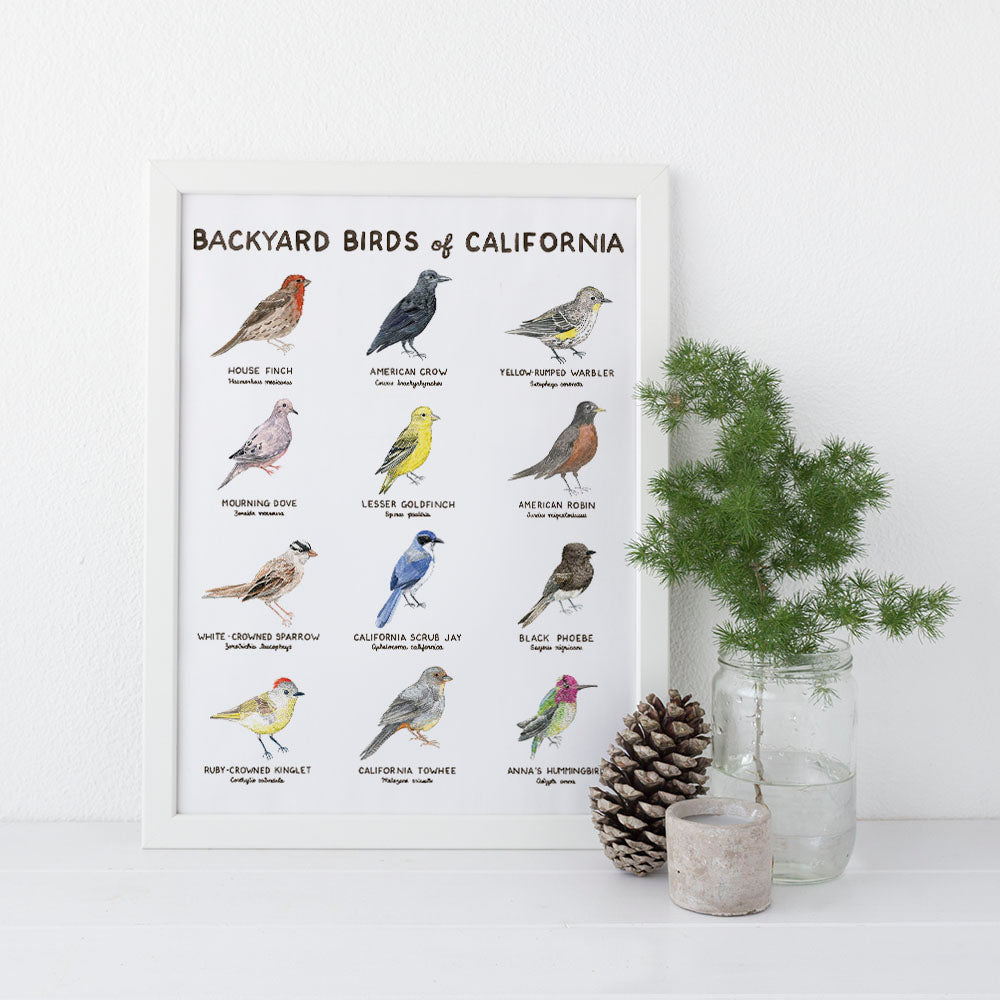 Backyard Birds of California Art Print