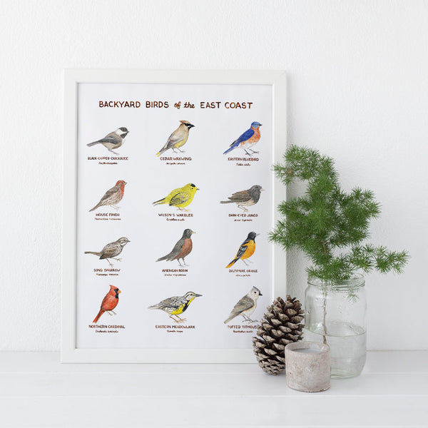 Backyard Birds of the East Coast Art Print