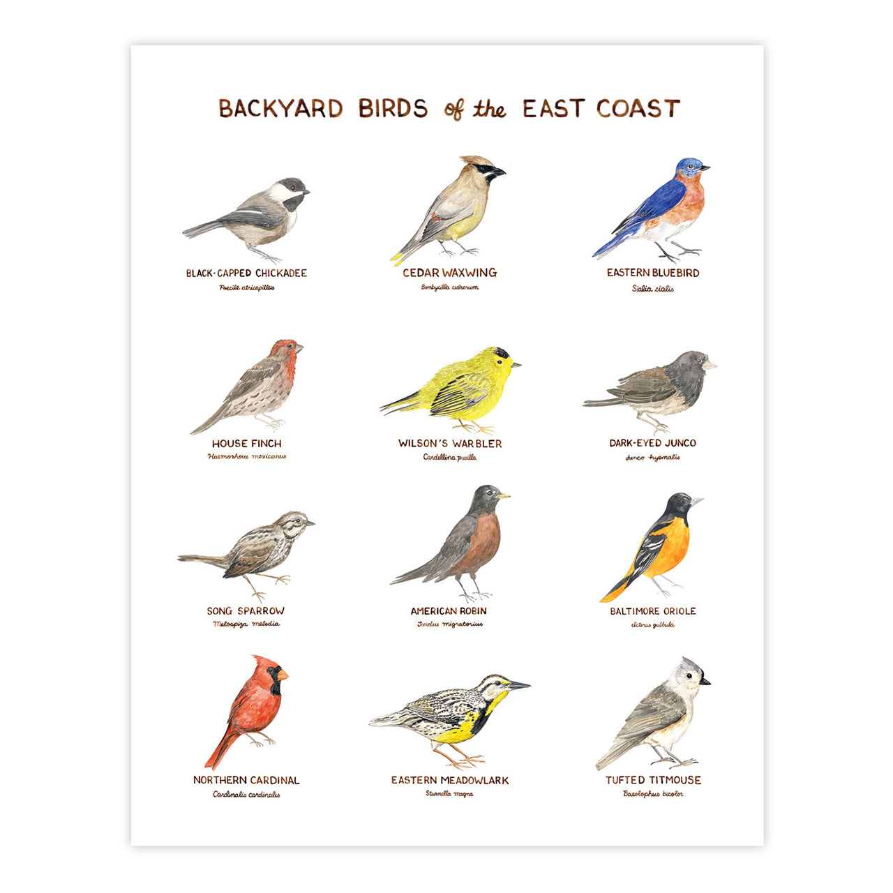 Backyard Birds of the East Coast Art Print featuring watercolor illustrations of various birds with their names, by artist Brigida Swanson. Frame not included.