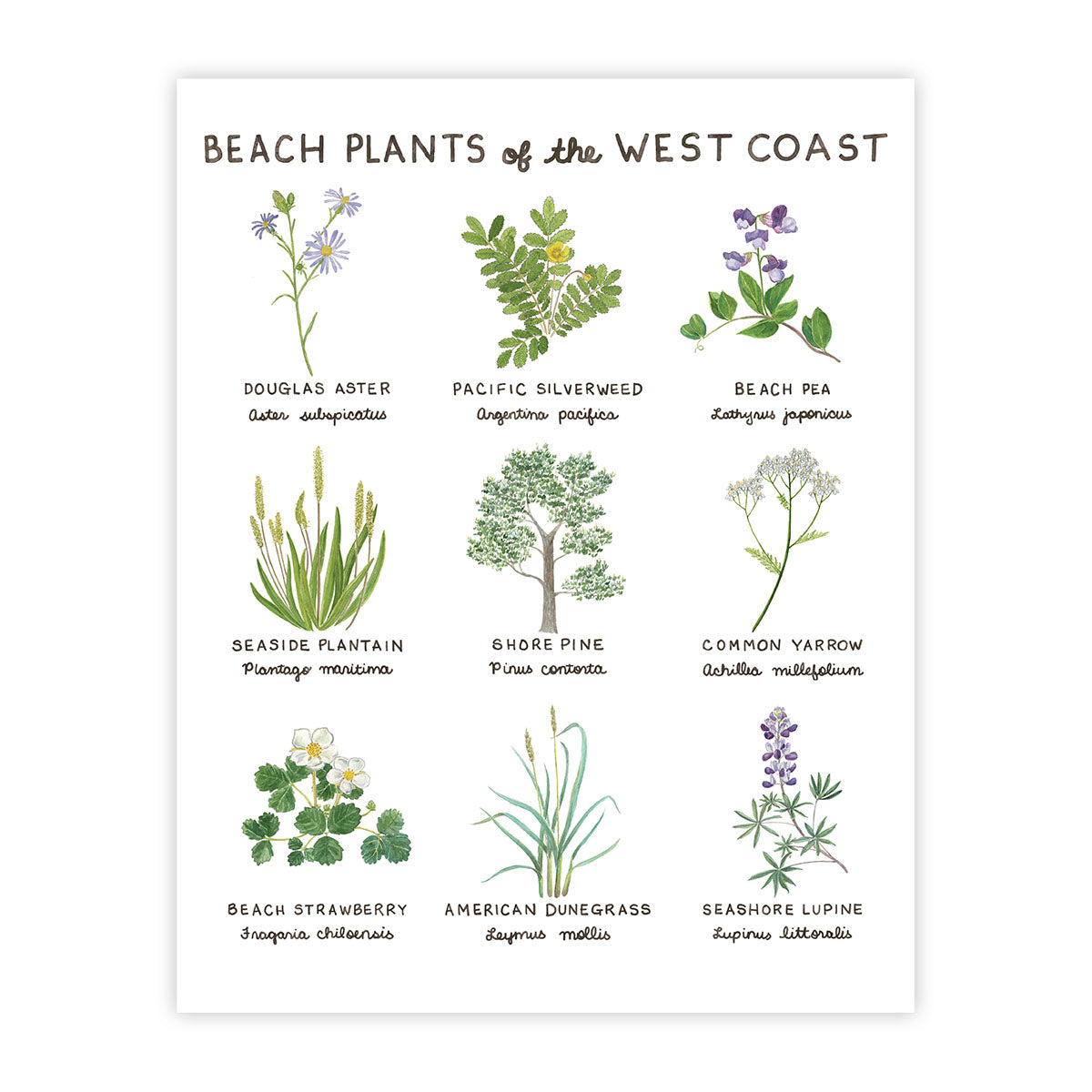 Beach Plants of the West Coast Art Print
