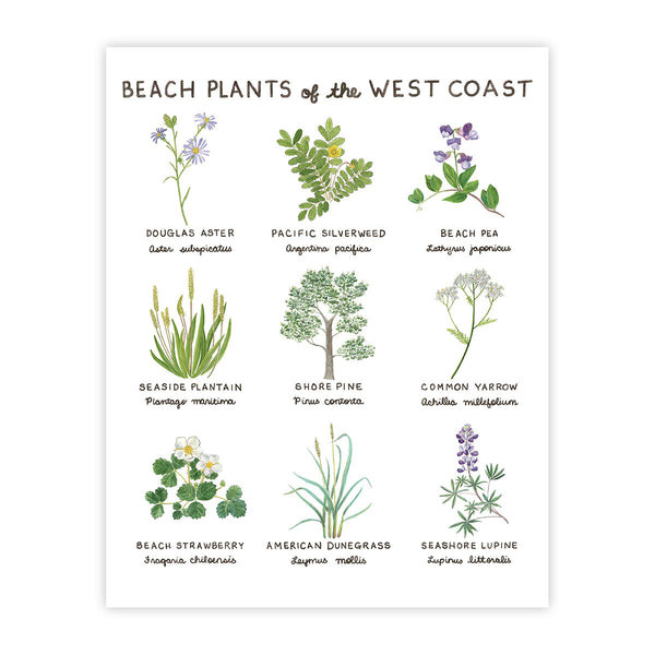 Beach Plants of the West Coast Art Print