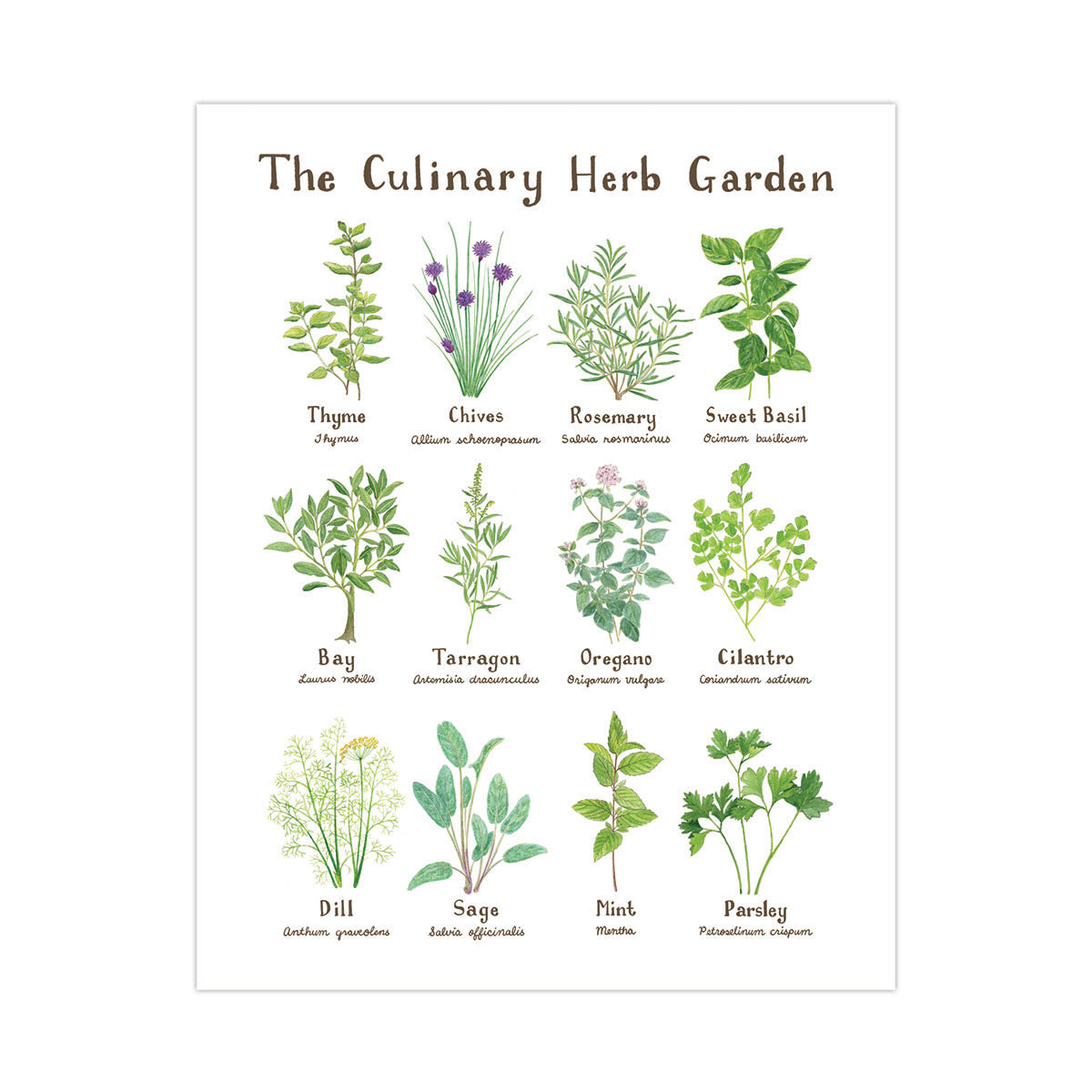 Culinary Herb Garden Art Print featuring 12 watercolor botanical illustrations with hand-lettered names, showcasing herbs for kitchen decor by Brigida Swanson.