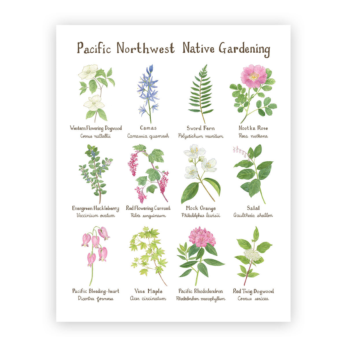 Pacific Northwest Native Gardening 11x14 Art Print featuring watercolor illustrations of various flowers and leaves, perfect for plant identification and home decor.