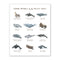 Marine Mammals of the Pacific Coast 11x14 Art Print