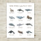 Marine Mammals of the Pacific Coast 11x14 Art Print