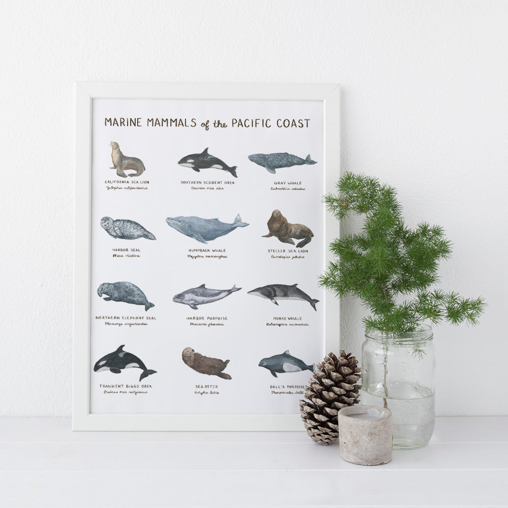 Marine Mammals of the Pacific Coast 11x14 Art Print