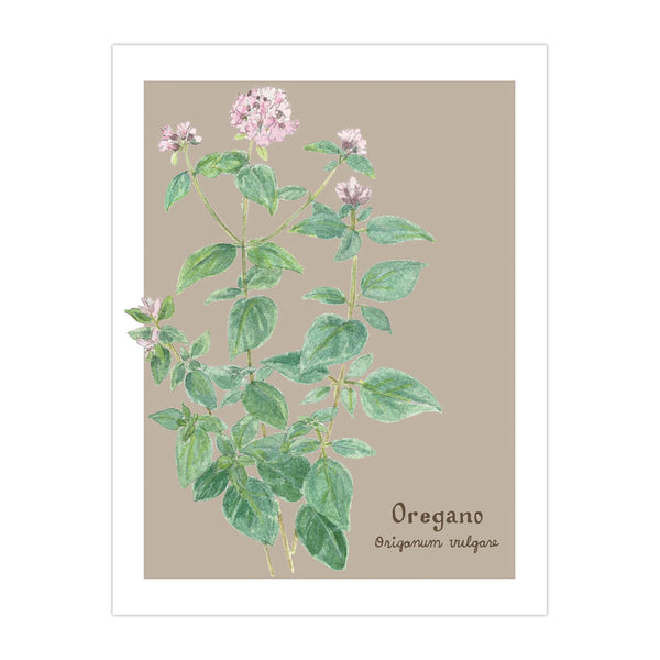 Oregano Card - Botanical Everyday Card featuring a detailed watercolor illustration of an oregano plant, perfect for personalized messages on 100% recycled paper.