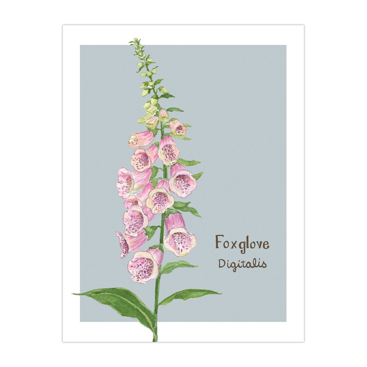 Foxglove Card - Botanical Everyday Card