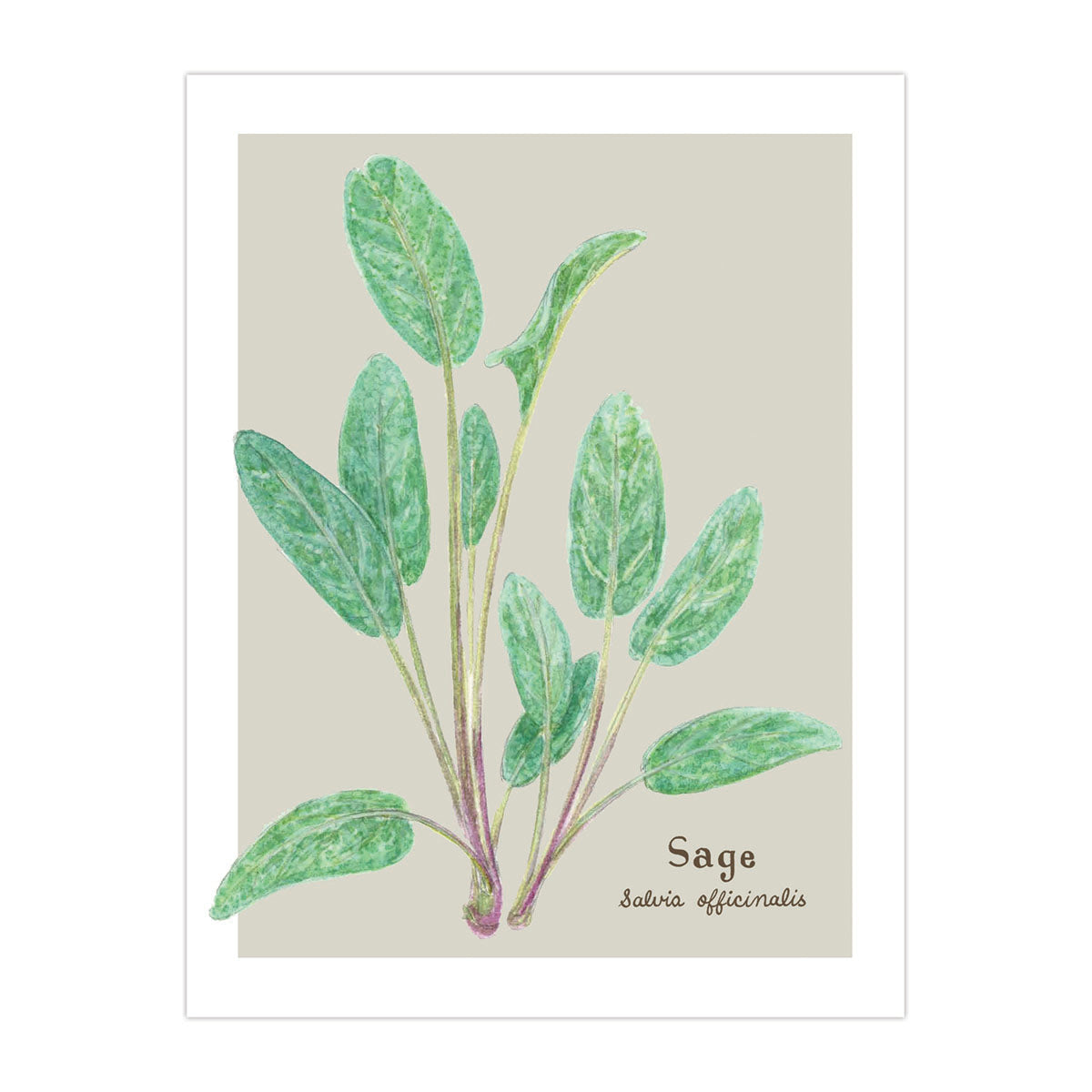 Sage Card - Botanical Everyday Card featuring a detailed watercolor illustration of sage with common and Latin names, blank inside for personalized messages.