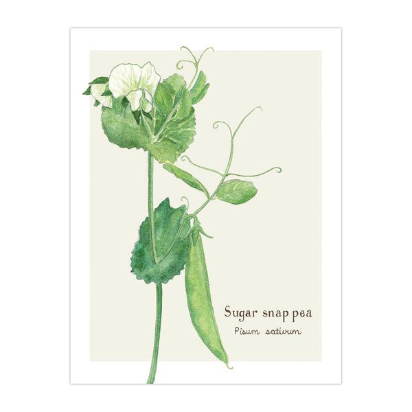 Sugar Snap Pea Card - Botanical Everyday Card