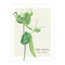 Sugar Snap Pea Card featuring a detailed watercolor illustration of a sugar snap pea plant with handlettered names, ideal for personal messages.