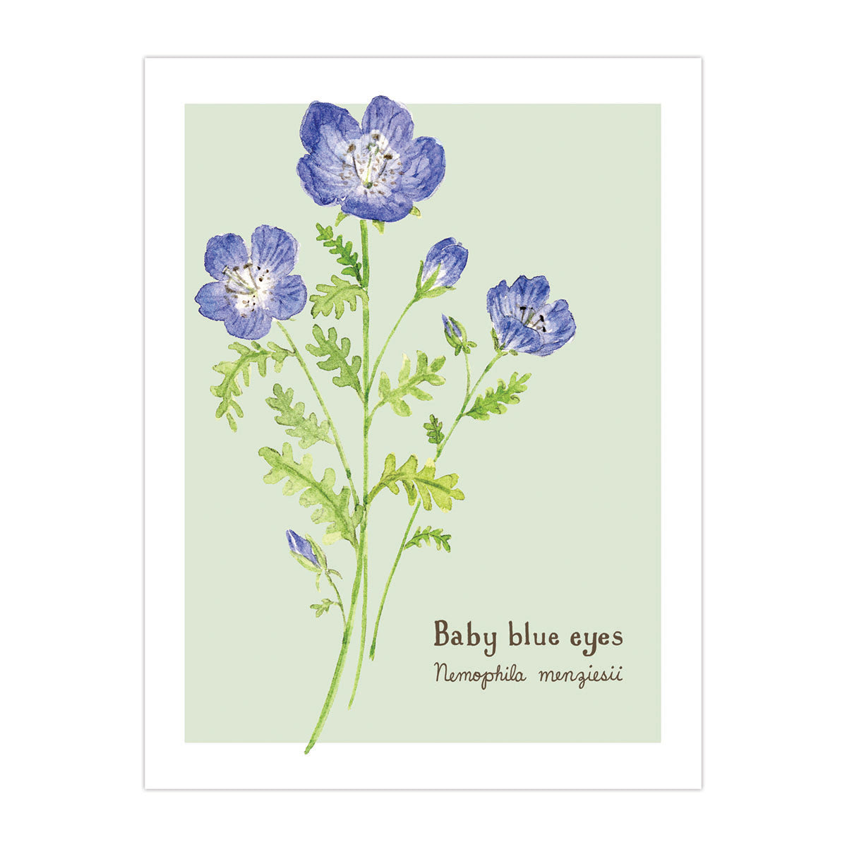 Baby Blue Eyes Wildflower Card featuring a watercolor drawing of blue flowers, designed for personalized messages; includes common and Latin names.