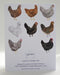 Chickens Christmas Card - Holiday Greeting Card