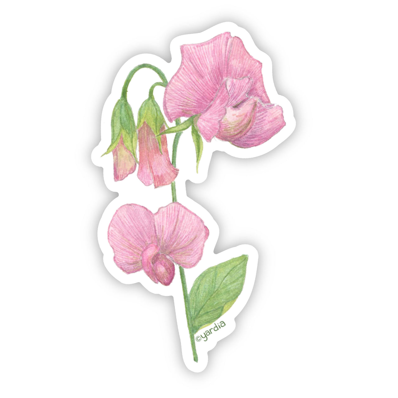 Sweet Pea Sticker - Watercolor Floral Vinyl Sticker featuring a detailed illustration of pink sweet pea flowers with green leaves. Weatherproof and fade-resistant.