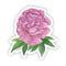 Peony Sticker - Watercolor Floral Vinyl Sticker featuring a detailed pink peony with green leaves, highlighting a cottage garden charm.