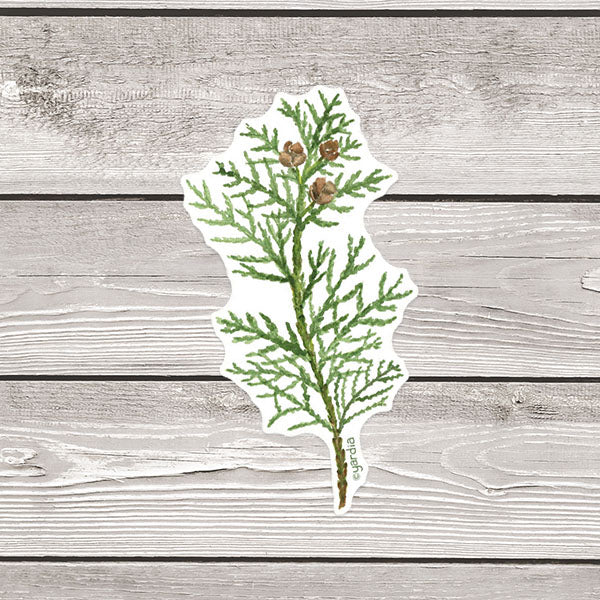 Cedar Sticker - Watercolor Pacific Northwest Tree Sticker