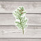 Cedar Sticker - Watercolor Pacific Northwest Tree Sticker
